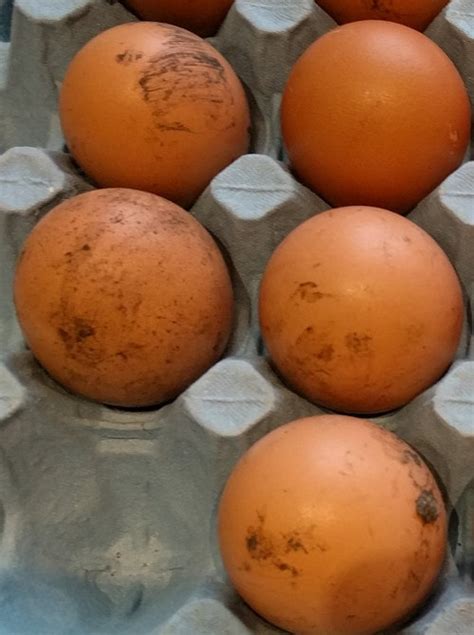Abnormal chicken eggs. 37 egg and shell problems explained..